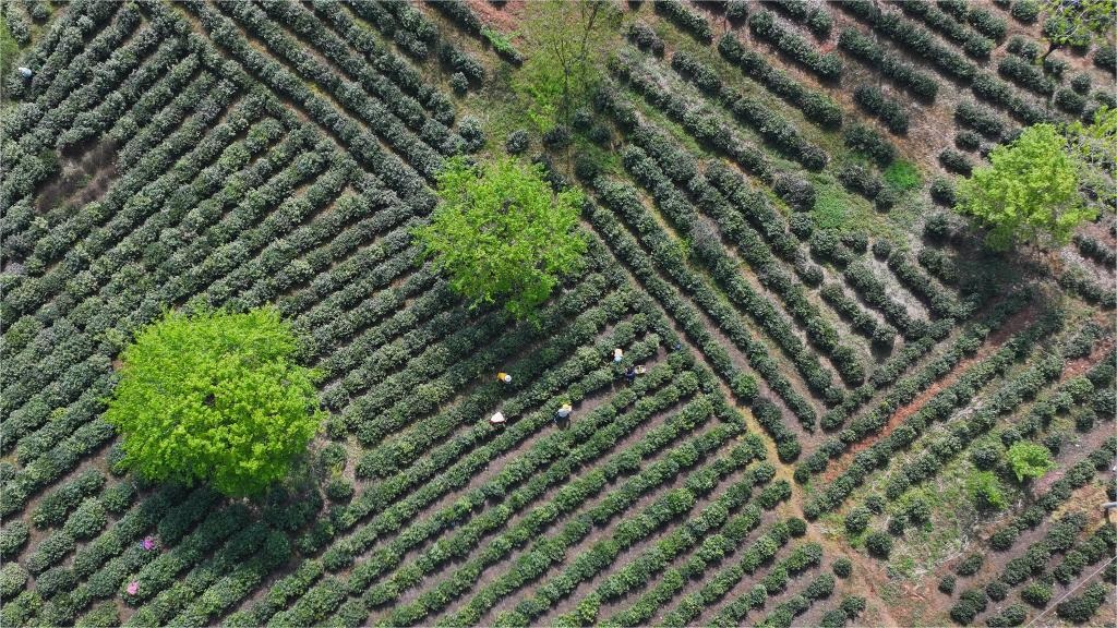 Tea gardens enter harvest season in Anhui, E China