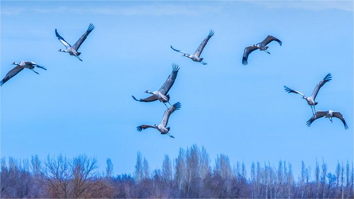 Improved ecological environment attracts common cranes to Karamay, NW China's Xinjiang