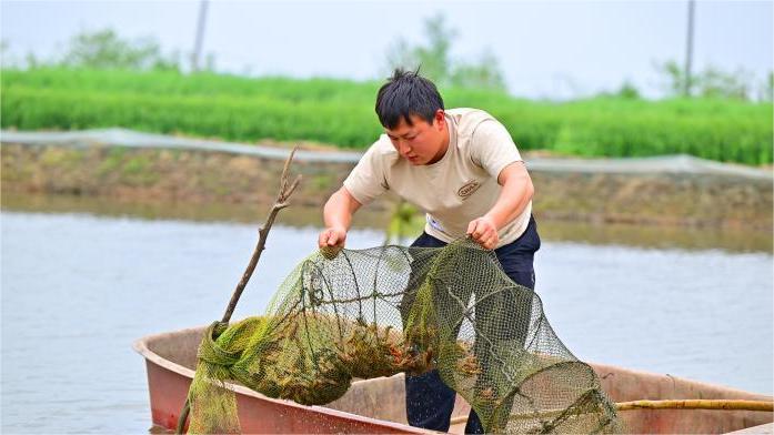 Co-culture of crayfish, aquatic species in Qianjiang, C China's Hubei generates wealth