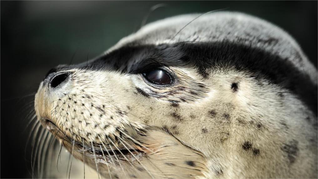10 spotted seals released into ocean off northeast China city