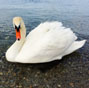 Lake Geneva: A show of swans