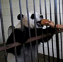 University students take care of giant pandas
