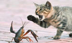 Lobster vs cat: catch me if you can 
