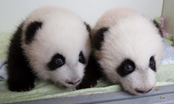 Twin panda cubs in Zoo Atlanta get names via vote