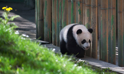 Xing Bao greets visitors in Madrid Zoo