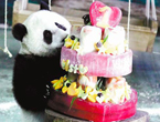 First Taiwan born panda Yuan Zai celebrates first birthday