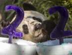 Giant panda "Bai Yun" celebrates 22nd birthday in U.S. zoo