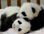 14 panda cubs make debut in Chengdu