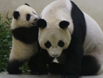 Panda cub Yuan Zai made public debut in Taiwan