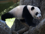 Giant panda 'Xiao Bao' in Madrid