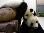 Panda cub Yuan Zai plays with mother at Taipai Zoo