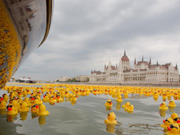 Yellow rubber duck Danube in Budapest