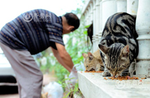 74-year-old man feeding 34 stray cats in Qingdao
