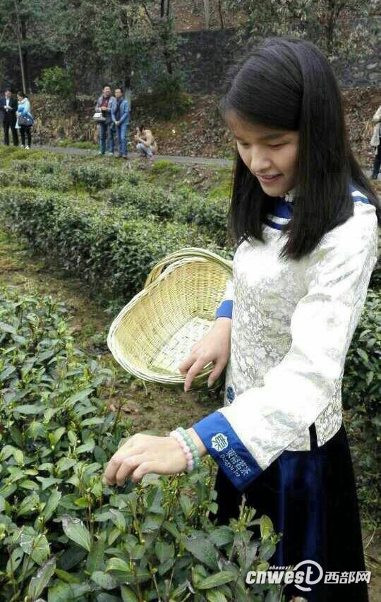 Time for tea harvesting in Xixiang