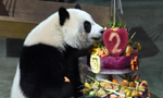Giant panda Yuanzai turns two at Taipei Zoo