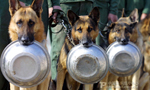 Dogs in uniform: China’s combat canines