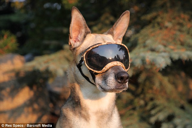 Sunglasses for dogs to protect your pet's eyes from UV rays, dust