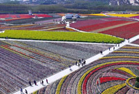 Breathtaking aerial photos of tulip blossoms in C China