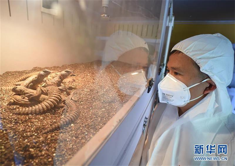Sudanese Reptiles Imported to China for the First Time