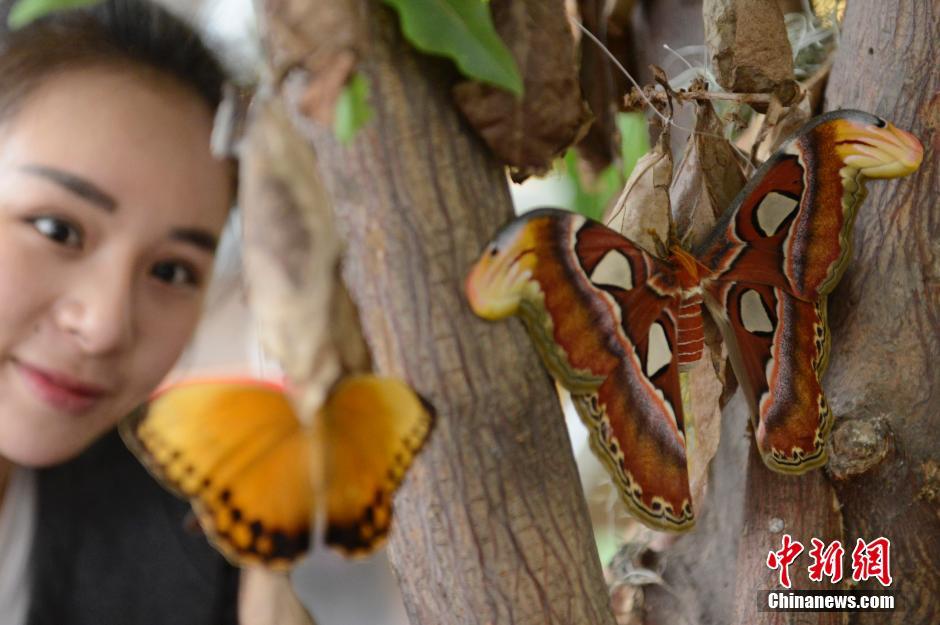 Emperor moth meets visitors in Taiyuan
