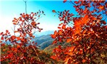 Hills on fire: Autumn scenes from China’s Daimei Mountain