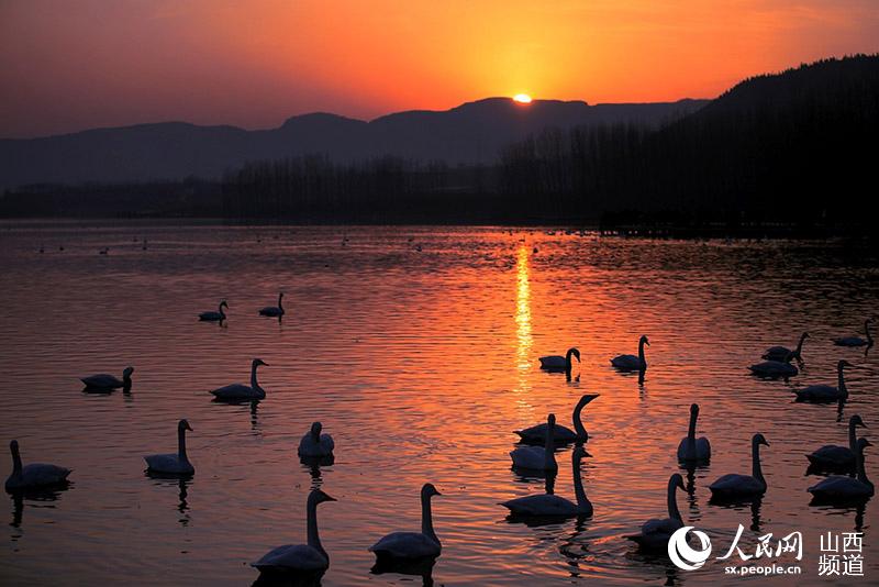 Swans spend winter in Sanwan Wetland
