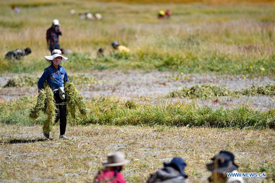 Villagers harvest herbage for cattle in China's Tibet