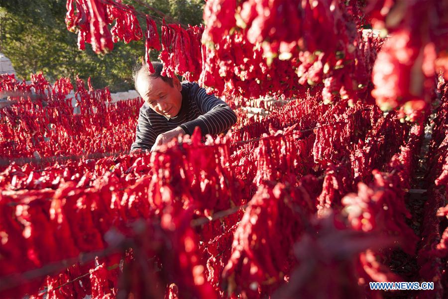 Farmer dries peppers in NW China's Xinjiang