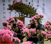Changsha Spring Festival Flower Fair stages