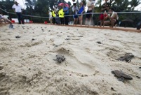Newly hatched Hawksbill sea turtle released to sea at Singapore's Sentosa Island