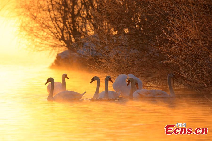 Xinjiang wetland draws swans