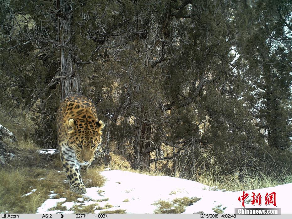 Infrared cameras capture rare animals in China’s Sanjiangyuan National Reserve