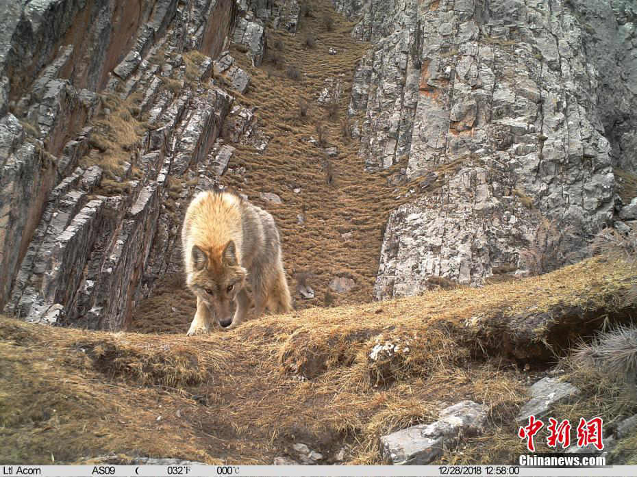 Infrared cameras capture rare animals in China’s Sanjiangyuan National Reserve