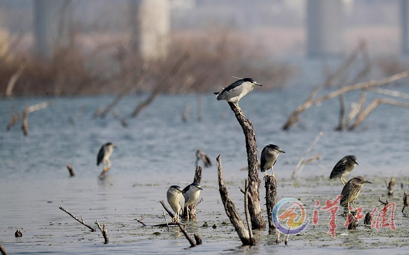 Wetlands Attract Birds