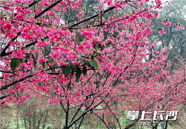 Cherry Blossoms Bloom in Changsha Landscape and Ecology Garden