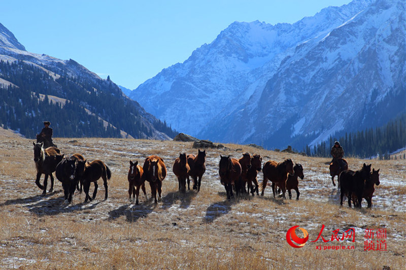 Herdsmen in Xinjiang move herds to spring pastures