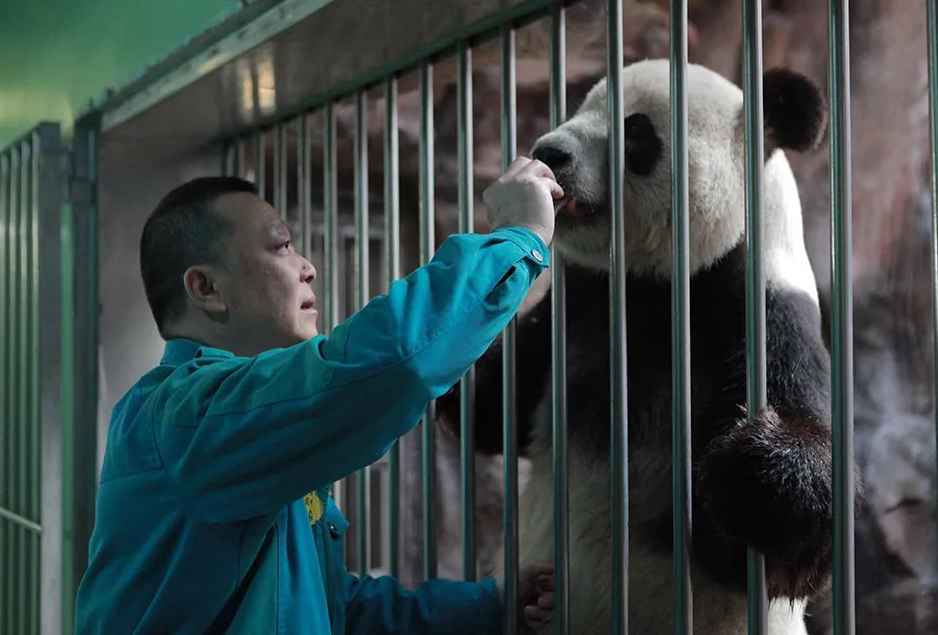 Panda “father” for 30 years