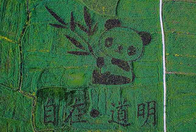 Giant panda pattern seen in SW China rapeseed fields