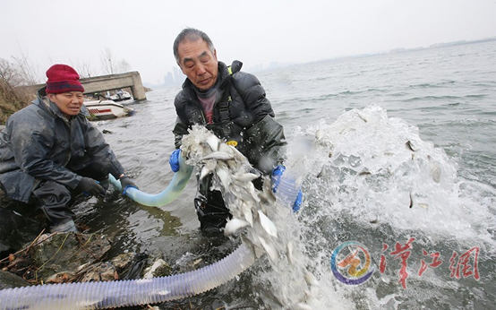 21 Million Fish Fries Released into Hanjiang River
