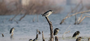 Wetlands Attract Birds
