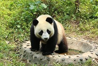 Moscow Zoo head says poised to host pandas from China