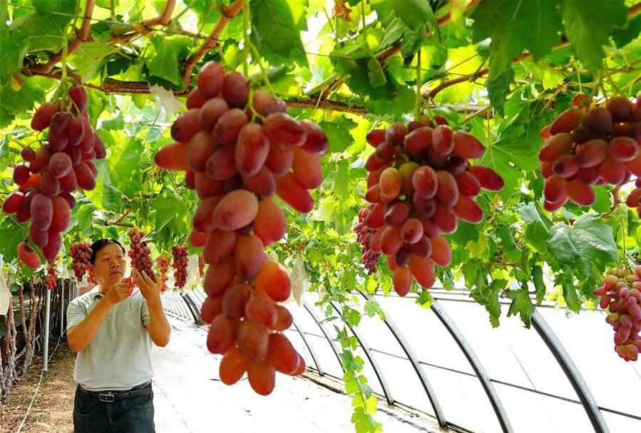 Expert helps farmers upgrade grape cultivation skills in China's Hebei
