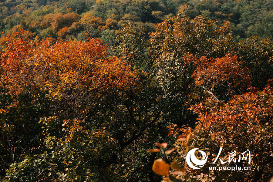 An autumn walk in Baiwangshan Forest Park