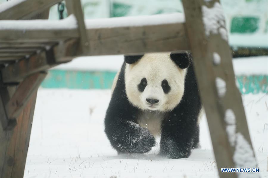 Giant panda enjoys snow in China's Heilongjiang