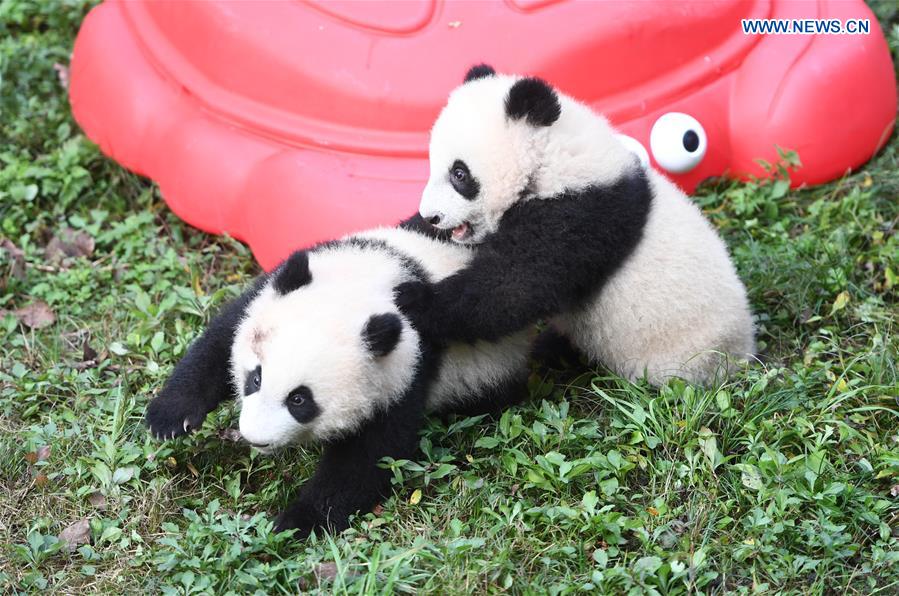 Zoo held half-year-old birthday celebration for four panda cubs in China's Chongqing