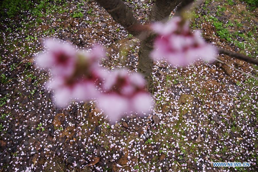 CHINA-WUHAN-CHERRY BLOSSOMS (CN)