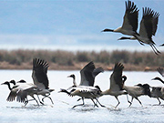 Black-necked cranes seen in Caohai National Nature Reserve in Guizhou