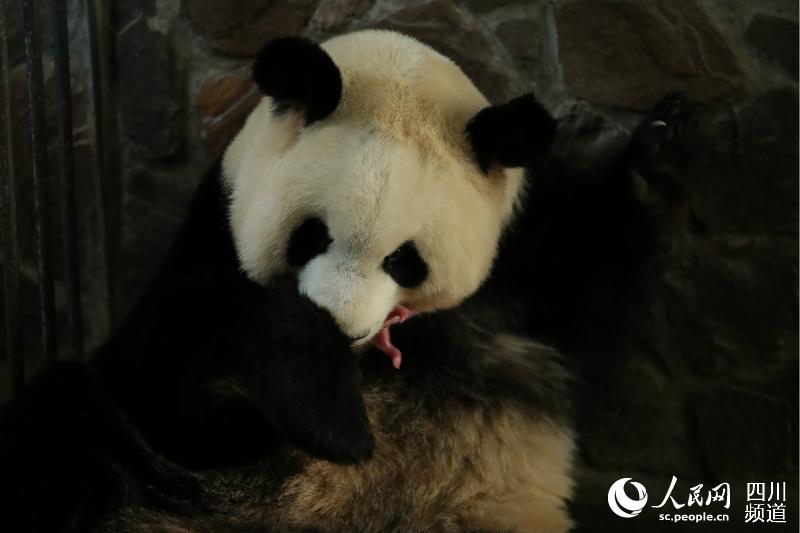 Captive giant panda twins born in SW China
