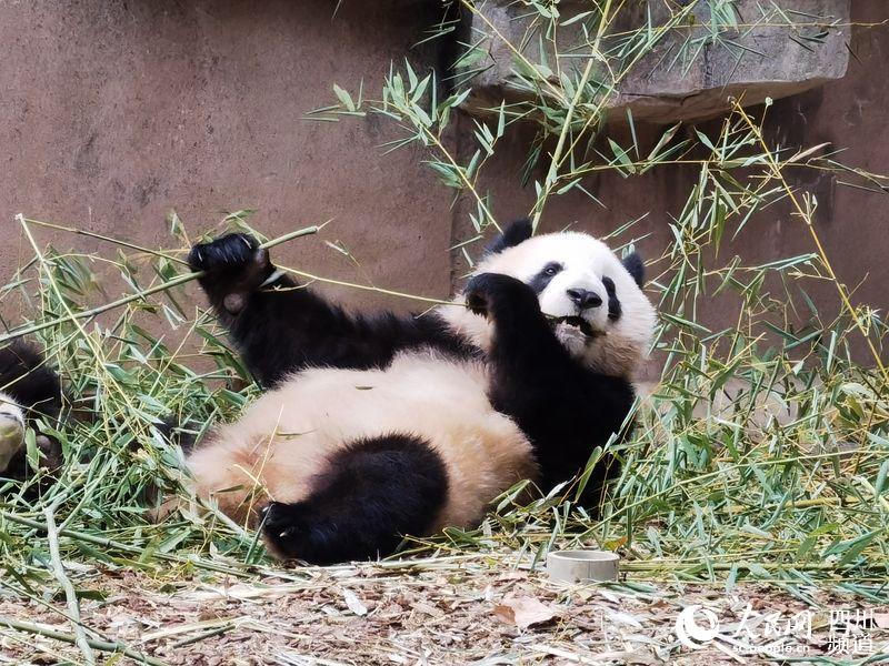China’s panda base reopens as epidemic brought under control