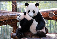 Panda cub meets the public